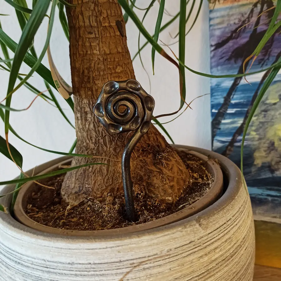 Handgeschmiedeter Pflanzenstecker mit Koru-Spirale aus Stahl in Topfpflanze – Einzelansicht